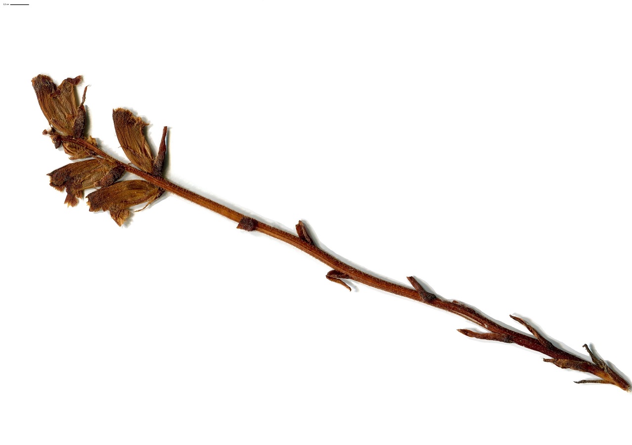 Orobanche gracilis (Orobanchaceae)